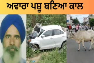 Accident occurred due to stray cattle in Hoshiarpur, one person died and two people were injured