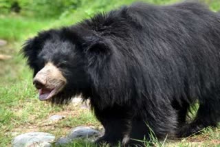 MEN INJURED BEAR ATTACK