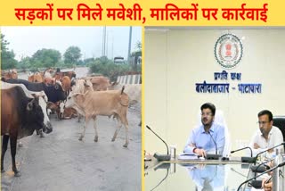 action against cattle owners in Balodabazar