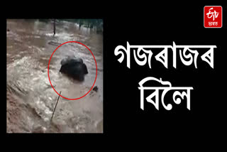 A wild elephant from Amsang trapped in artificial flood of Army Cantonment at  Narengi