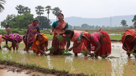 amba-prasad-along-with-women-planted-paddy-in-hazaribagh