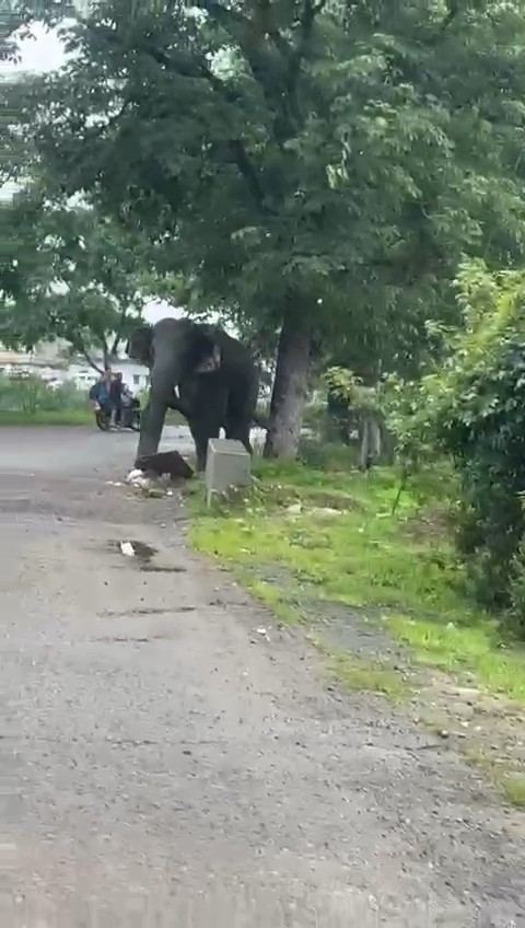 Elephant near coal mine