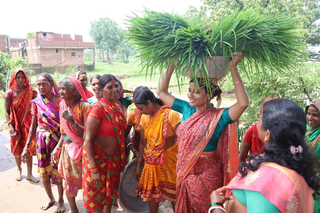 Amba Prasad Planted Paddy