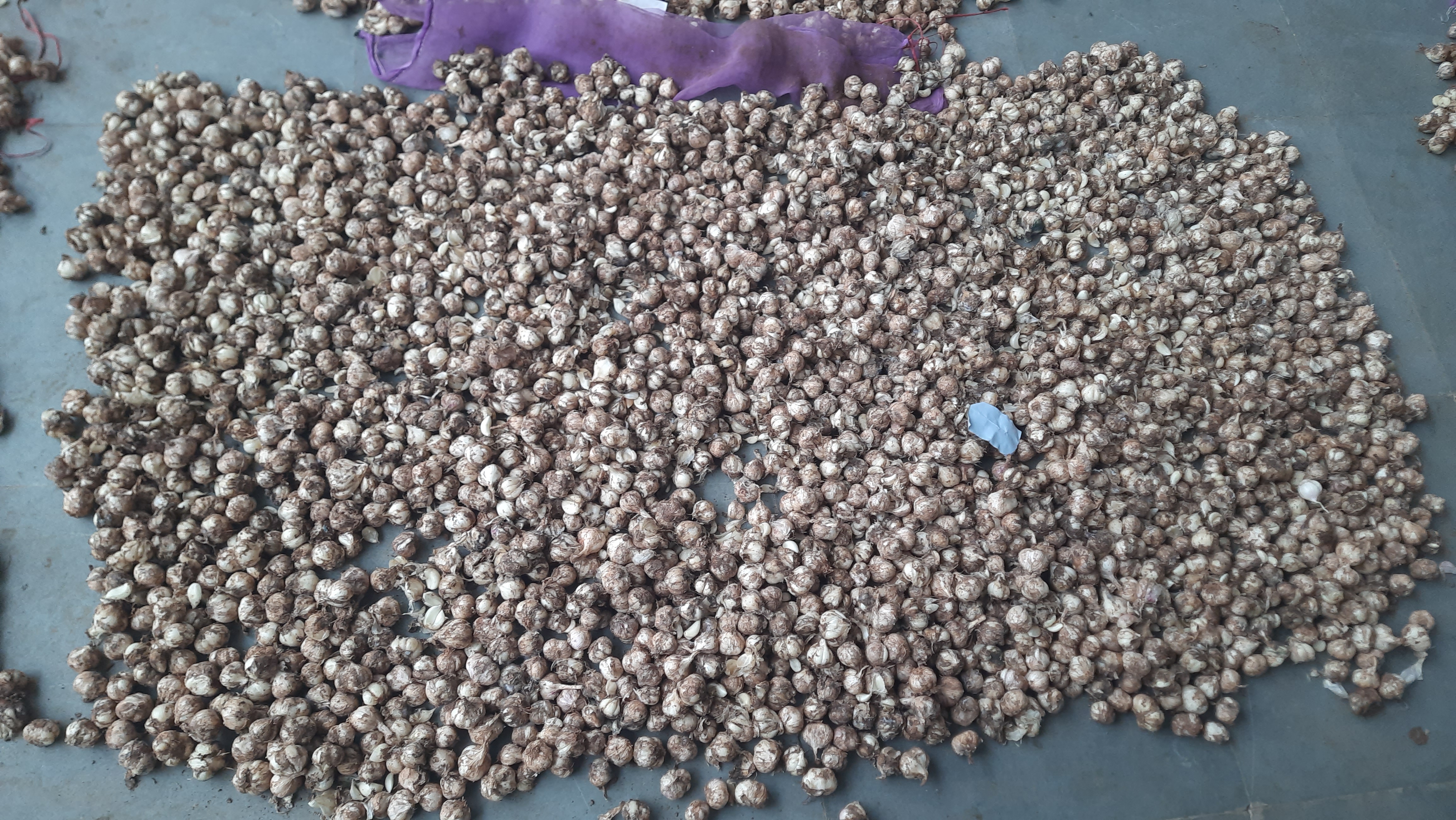 CHHINDWARA GARLIC FARMING