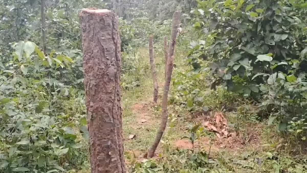 woman forest guard cut trees from the forest