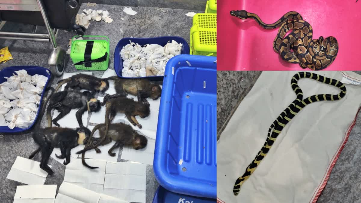 Air Customs officials have seized king cobras, ball pythons and capuchin monkeys from an unidentified passenger's luggage, on Wednesday night, Aug. 6, 2023.