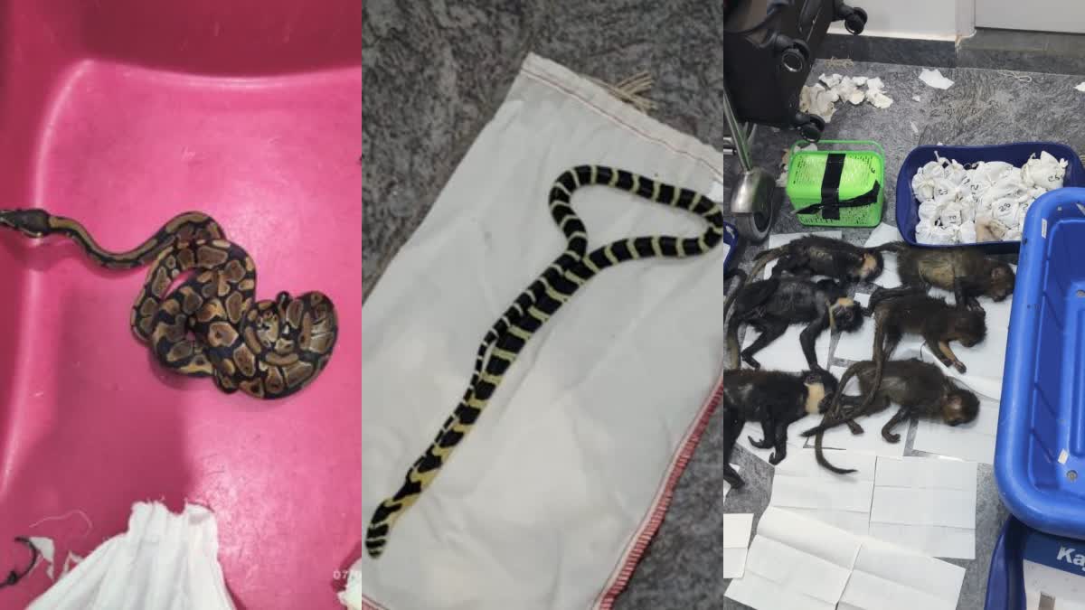 78 wild animals including alive king cobras  pythons found in suitcase of a passenger  pythons found in suitcase in Bengaluru  king cobras found in suitcase of a passenger  78 wild animals found in suitcase of a passenger  king cobras found in suitcase  Bengaluru customs officials  Bengaluru customs officials arrested passenger  smuggling 78 wild animals from Bangkok  section 110 of the customs act 1962  Wildlife Protection Act 1972  യാത്രക്കാരന്‍റെ സ്യൂട്ട്കേസിൽ 17 രാജവെമ്പാലകൾ  യാത്രക്കാരന്‍റെ സ്യൂട്ട്കേസിൽ 78 വന്യജീവികൾ  17 രാജവെമ്പാലകൾ ഉൾപ്പെടുന്ന സ്യൂട്ട്കേസ്  1972ലെ വന്യജീവി സംരക്ഷണ നിയമം  വന്യജീവി സംരക്ഷണ നിയമം പ്രകാരം പ്രതിക്കെതിരെ കേസ്  55 ബോൾ പെരുമ്പാമ്പ് 6 കപ്പൂച്ചിൻ കുരങ്ങ്  ബാങ്കോക്കിൽ നിന്ന് എയർ ഏഷ്യ ഫ്‌ളൈറ്റായ എഫ്‌ഡി 137  ബെംഗളൂരു കെംപഗൗഡ അന്താരാഷ്‌ട്ര വിമാനത്താവളത്തിൽ  17 രാജവെമ്പാലകൾ 55 ബോൾ പെരുമ്പാമ്പുകൾ  കപ്പൂച്ചിൻ കുരങ്ങുകൾ സ്യൂട്ട് കേസിൽ ചത്ത നിലയിൽ  ബാങ്കോക്കിൽ നിന്ന് ബെംഗളൂരുവിലേക്ക്  യാത്രികൻ അനധികൃതമായി കടത്തി  1972ലെ വന്യജീവി സംരക്ഷണ നിയമം പ്രകാരം കേസ്  വന്യജീവി സംരക്ഷണ അനുസരിച്ച് ഷെഡ്യൂളിൽ  ഷെഡ്യൂളിൽ ഉൾപ്പെടുത്തിയ ജീവികൾ