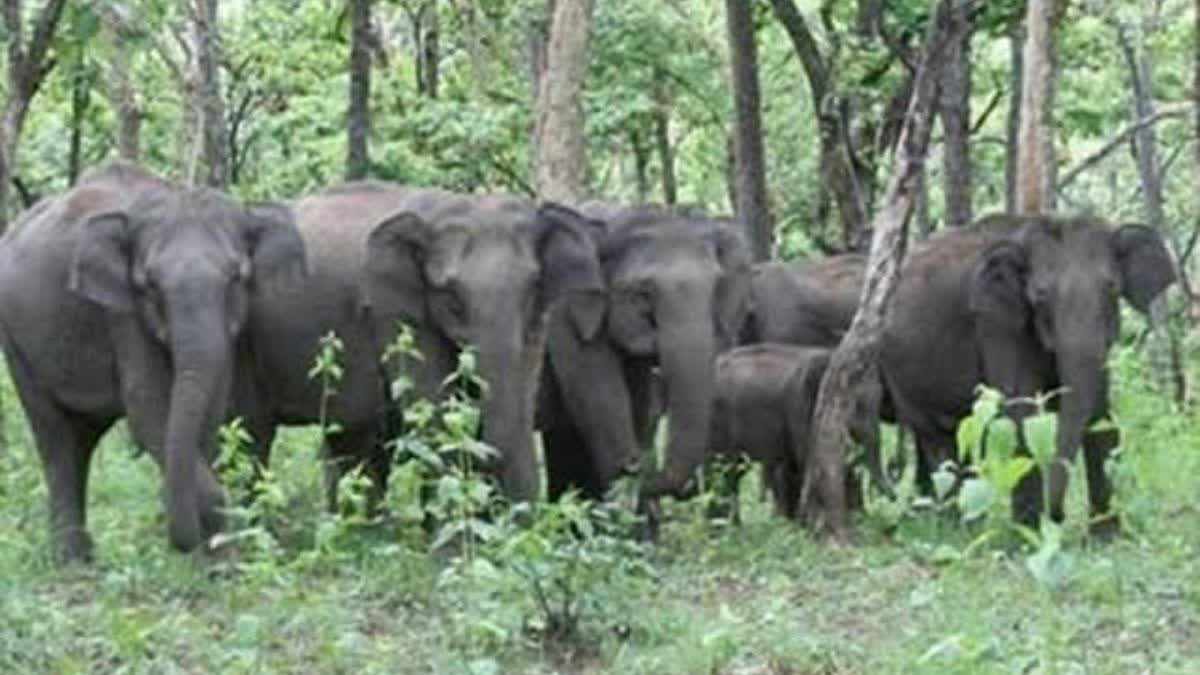 An old man died due to elephant attack