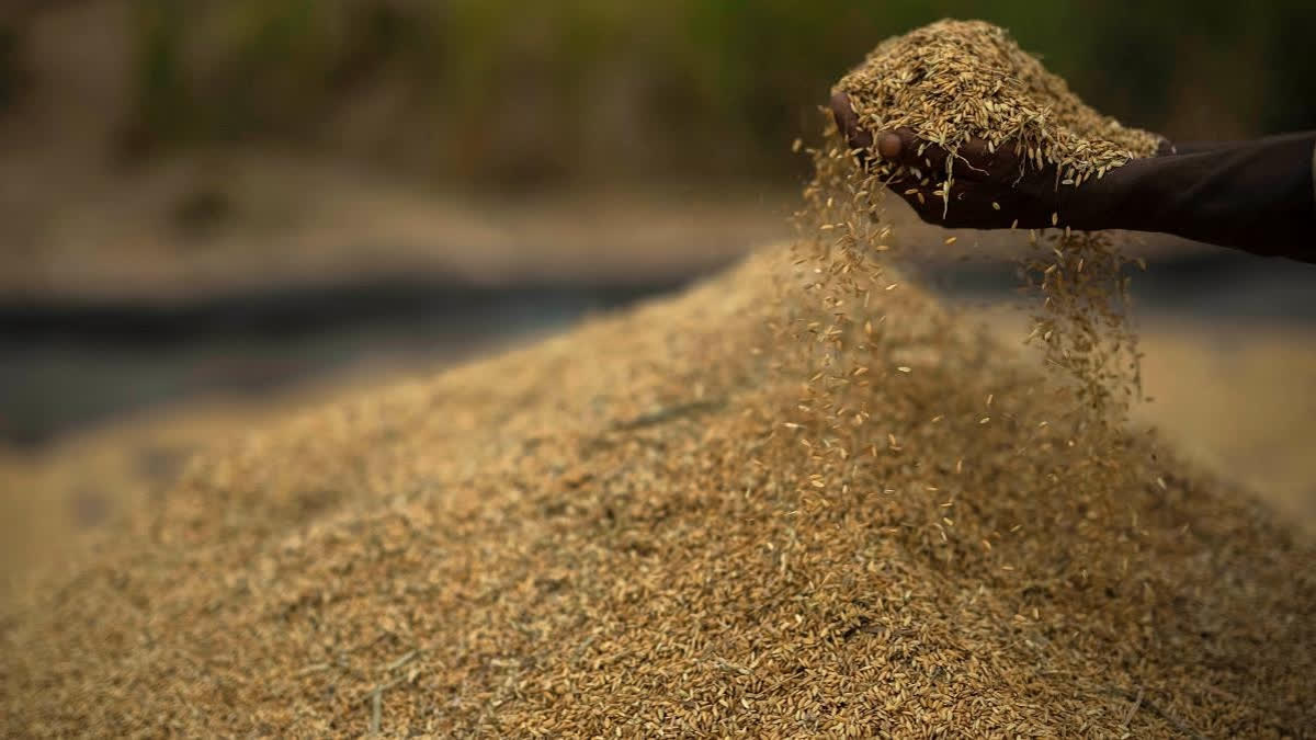 Explained: The See-Sawing of Lentil Prices