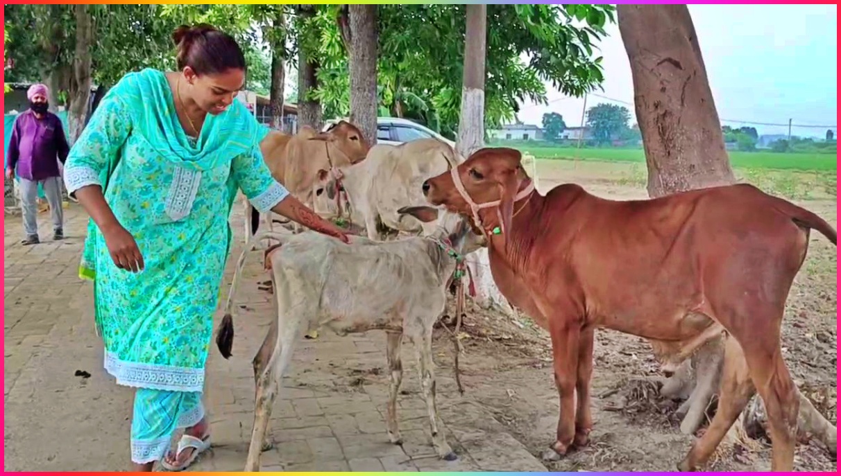 Dog Lover in Panipat Ruby takes care of stray dogs