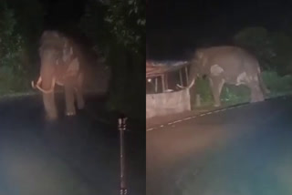 പടയപ്പ  പടയപ്പ വീണ്ടും കന്നിമലയിൽ  പടയപ്പ മൂന്നാറിൽ  പടയപ്പ വീഡിയോ  മൂന്നാറിൽ ആന  Padayappa Elephant In Kannimala  Padayappa  Padayappa Elephant In munnar  Padayappa video