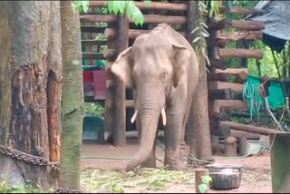 PT 7 Out Of Cage For Eye Treatment  PT 7 elephant Dhoni  PT 7 Out Of Cage  PT 7  പിടി 7  ധോണി  പിടി 7 ധോണി  പിടി 7 കാട്ടാന  ചീഫ് ഫോറസ്റ്റ്‌ വെറ്ററിനറി ഓഫിസർ അരുൺ സക്കറി