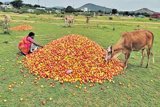 Tomato price Huge fall  Tomato price Huge fall in market  Tomato price Huge fall in market at Andhra Pradesh  ಮಾರುಕಟ್ಟೆಯಲ್ಲಿ ರಾರಾಜಿಸಿದ್ದ ಕೆಂಪು ಸುಂದರಿ  ರೂಪಾಯಿಗೆ ಕೆಜಿ ಮಾರಾಟ  ಕೆಲ ತಿಂಗಳ ಹಿಂದೆ ಗ್ರಾಹಕರ ಕೈ ಸುಟ್ಟಿದ್ದ ಟೊಮೆಟೊ  ಮಾರುಕಟ್ಟೆಯಲ್ಲಿ ಟೊಮೆಟೊ ಬೆಲೆ ಪಾತಾಳ  ರೈತರು ರಸ್ತೆ ಬದಿಯಲ್ಲಿ ಟೊಮೆಟೊ ಸುರಿದು ಆಕ್ರೋಶ