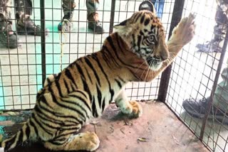 Two Tiger Cub Died Case