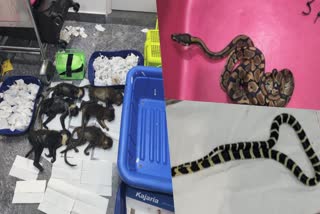 wild animals including alive king cobras and pythons found in suitcase of a passenger in Bengaluru