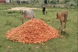 Now Tomato is Rs.1 per KG