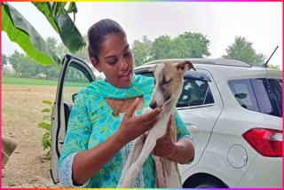 Dog Lover in Panipat Ruby takes care of stray dogs