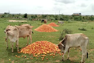 Tomato rate Rs170 per KG a month ago Now Rs1  തക്കാളി  തക്കാളി വില  തക്കാളി വില ഇടിയുന്നു  Tomato  Viral Video  Tomato rate  Tomato price drop to rs 1 in Nandyala  Tomato price drop