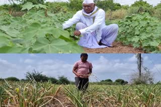 تین مہینے بارش نہ آنے سے کسانوں کی کھڑی فصل برباد