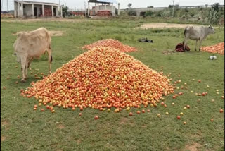 Tomatoes lying in a field in Andhra Pradesh