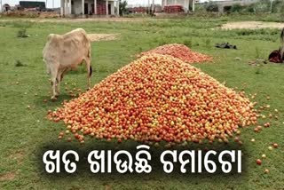 Tomato rate in Papili market