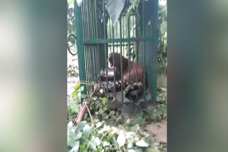 तेंदुआ पिंजड़े में हुआ कैद