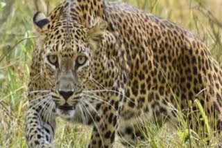 Leopard Killed In Gariaband