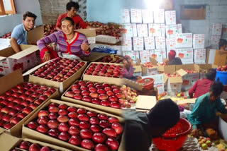 Apple Farming In Uttarkashi