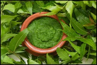 Etv BharatBenefits of Neem leaves