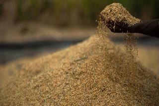 Explained: The See-Sawing of Lentil Prices