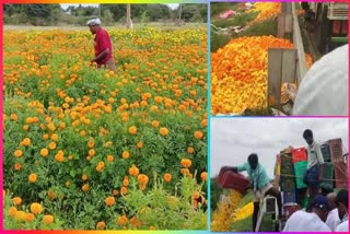 Marigold_Farmers_Gets_Loss