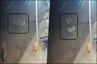 a-dog-escaped-by-fighting-with-attacking-leopard-cctv-video