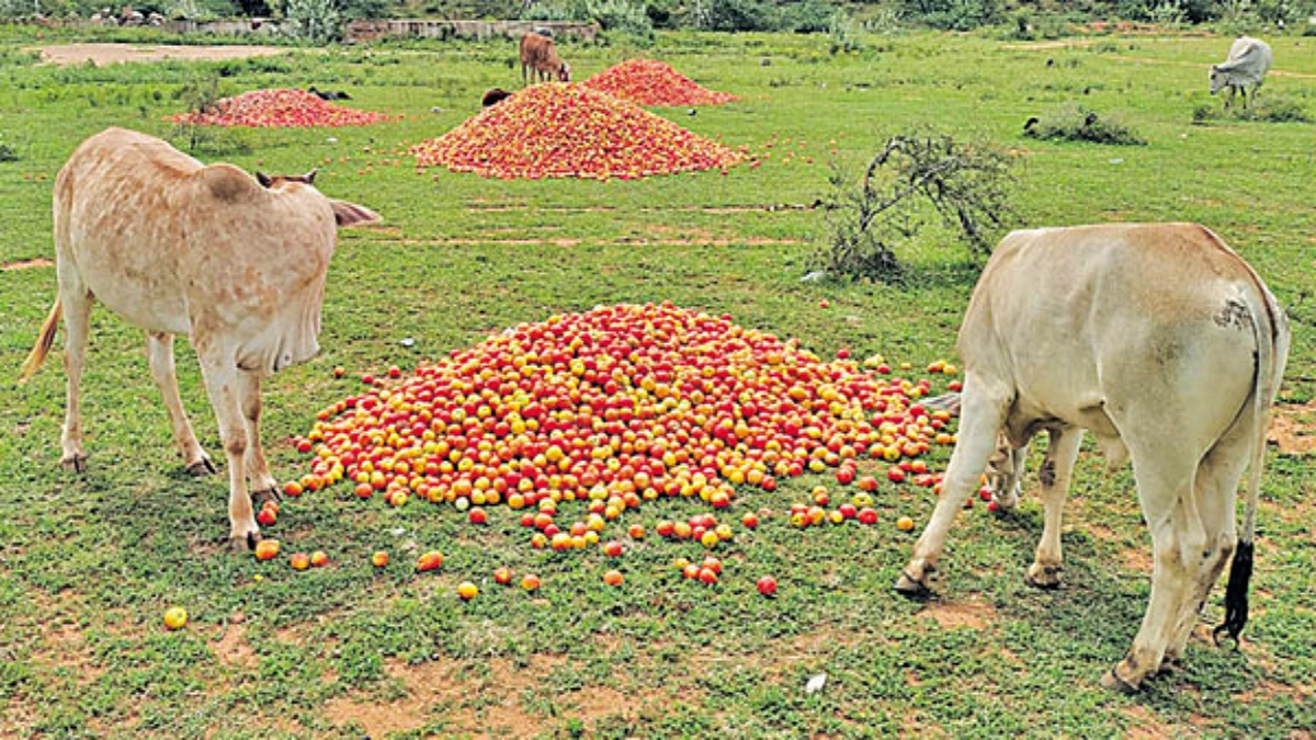 Tomato price Huge fall  Tomato price Huge fall in market  Tomato price Huge fall in market at Andhra Pradesh  ಮಾರುಕಟ್ಟೆಯಲ್ಲಿ ರಾರಾಜಿಸಿದ್ದ ಕೆಂಪು ಸುಂದರಿ  ರೂಪಾಯಿಗೆ ಕೆಜಿ ಮಾರಾಟ  ಕೆಲ ತಿಂಗಳ ಹಿಂದೆ ಗ್ರಾಹಕರ ಕೈ ಸುಟ್ಟಿದ್ದ ಟೊಮೆಟೊ  ಮಾರುಕಟ್ಟೆಯಲ್ಲಿ ಟೊಮೆಟೊ ಬೆಲೆ ಪಾತಾಳ  ರೈತರು ರಸ್ತೆ ಬದಿಯಲ್ಲಿ ಟೊಮೆಟೊ ಸುರಿದು ಆಕ್ರೋಶ