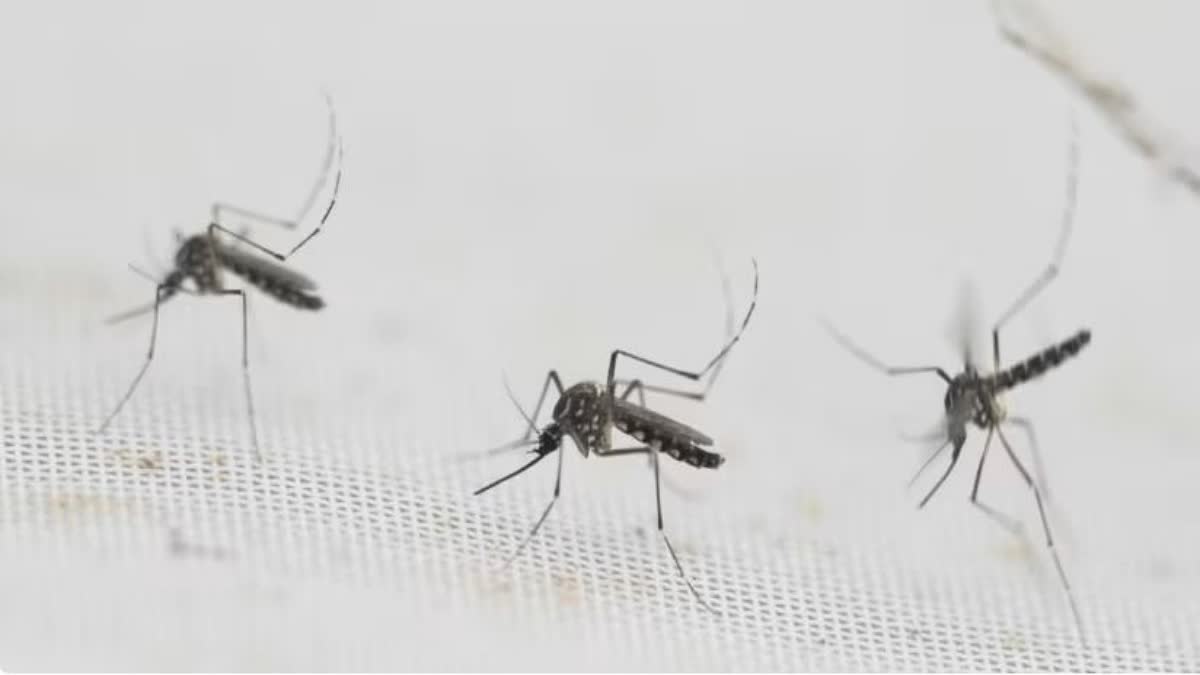 If you see a mosquito near your house, you will have to pay a fine