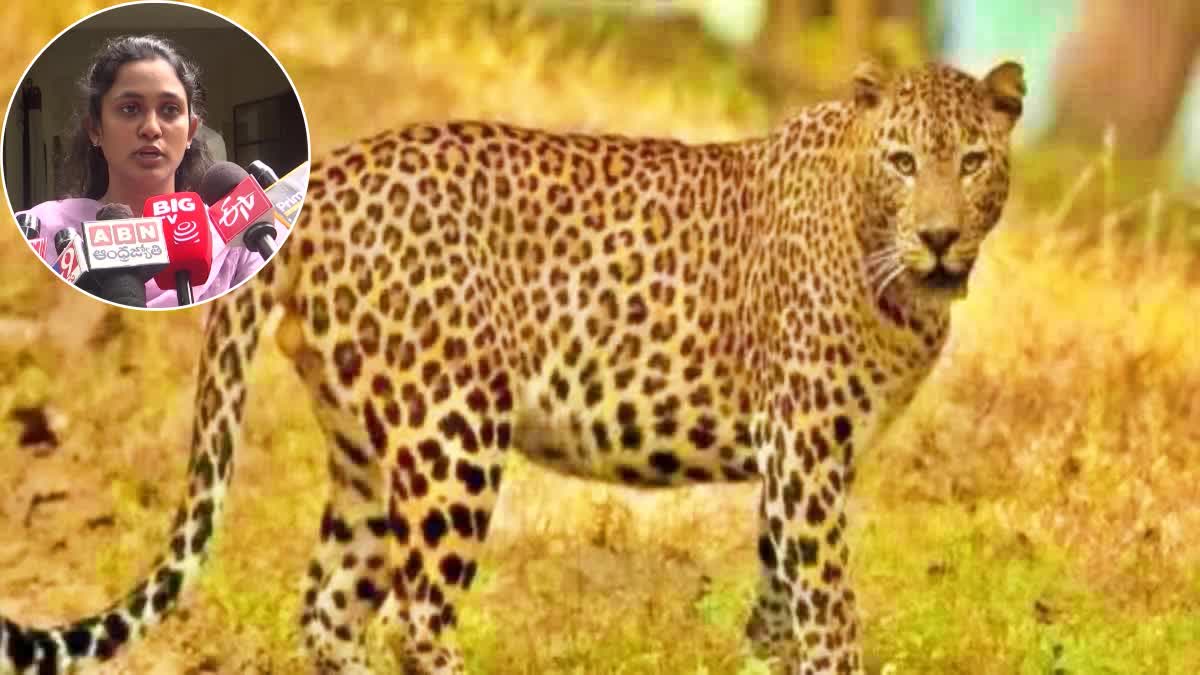 DFO Bharani on Leopard Roaming