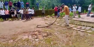 Reptile Specialist Rizwan captured King Cobra