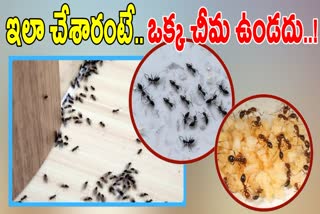 Tips to Prevent Ants from Kitchen