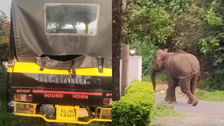 ELEPHANT ATTACK IDUKKI  കാന്തല്ലൂര്‍ ടൗണില്‍ കാട്ടാന ഇറങ്ങി  ELEPHANT SPREAD PANIC AMONG PEOPLE  IDUKKI NEWS