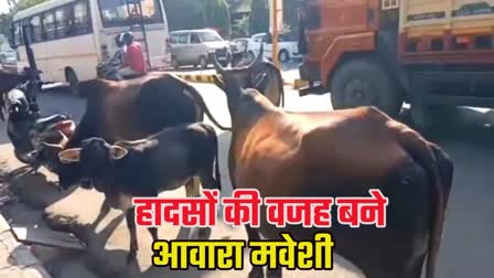 Stray animals are becoming a problem on the roads of Haldwani