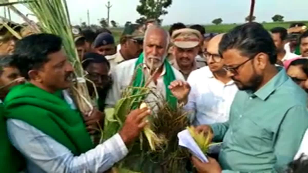 Farmers lamented the loss of crops
