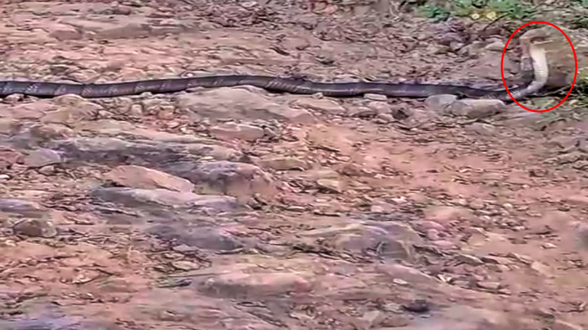 King Cobra In Paonta Sahib