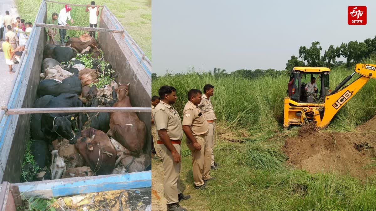 पुलिस ने पशुओं से भरा ट्रक पकड़ा.