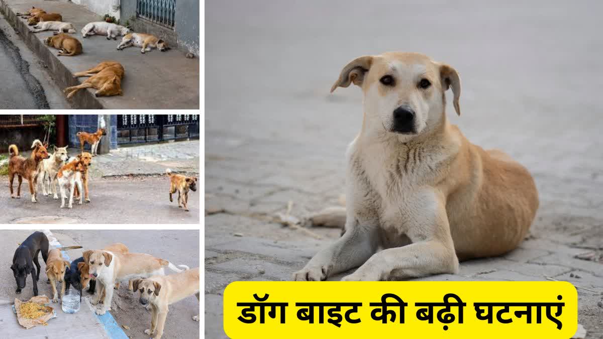 Terror of stray dogs