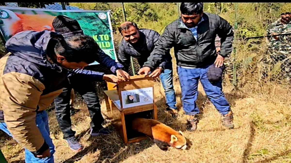 RED PANDA IN DARJEELING ZOO