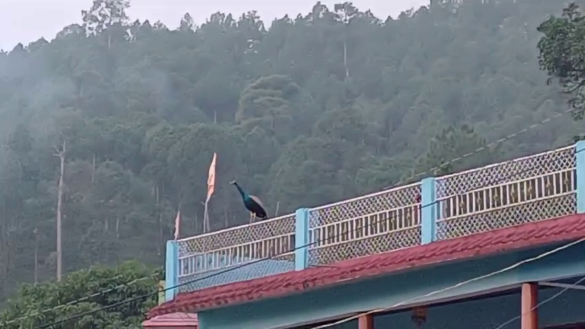 Peacock Seen in Bageshwar