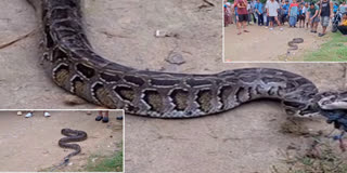 python recovered in Jonai