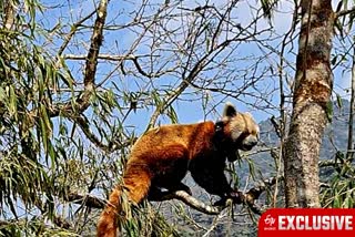 RED PANDA IN DARJEELING ZOO