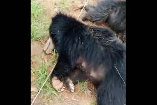 THREE BEARS DIED IN HASSAN