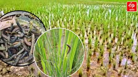 Pests damage paddy field