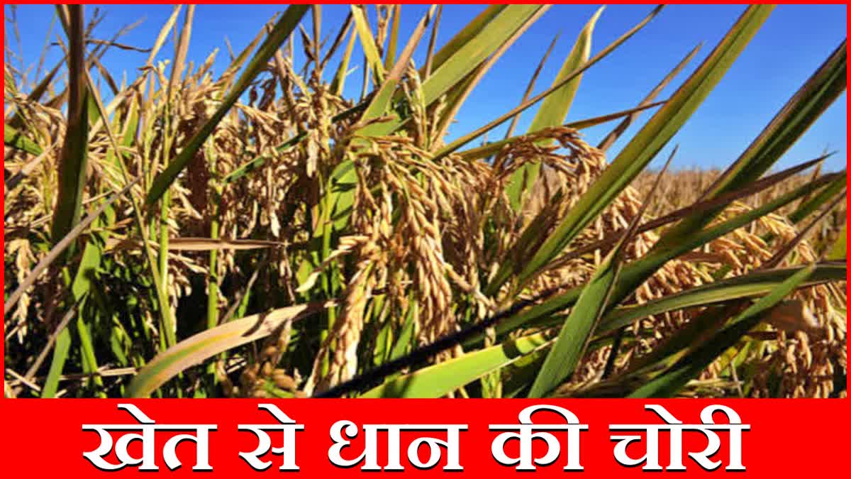 Paddy theft in Sonipat Crime News